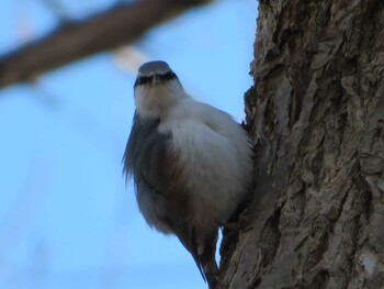 2021年11月23日(火) 西岡公園(西岡水源地)の野鳥観察記録