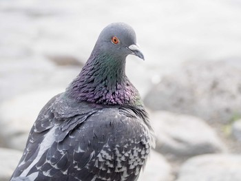 Rock Dove Unknown Spots Sat, 5/6/2017