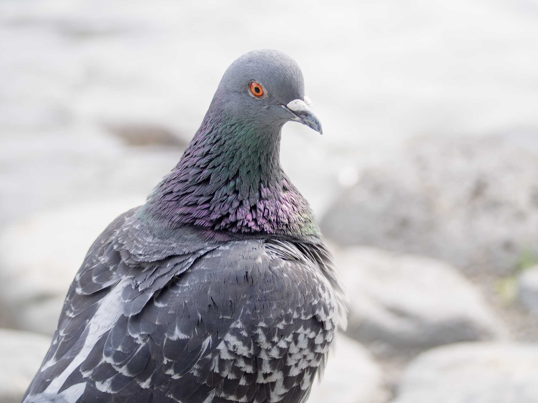 Photo of Rock Dove at  by Nyanchew