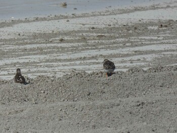 Ruddy Turnstone Yoron Island Tue, 11/23/2021