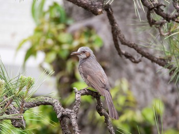 Brown-eared Bulbul 川崎市市街地 Tue, 5/9/2017