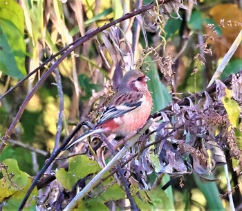 Siberian Long-tailed Rosefinch 湖北野鳥センター Sun, 11/21/2021