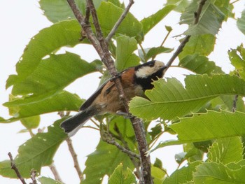 Varied Tit 横浜自然観察の森 Sun, 5/14/2017