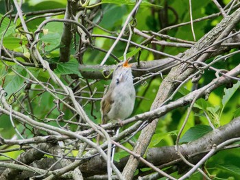 Japanese Bush Warbler 横浜自然観察の森 Sun, 5/14/2017