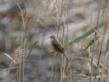 2021年11月23日(火) 金井遊水地(金井遊水池)の野鳥観察記録