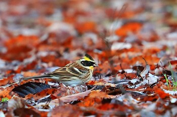 Yellow-throated Bunting Unknown Spots Tue, 11/23/2021