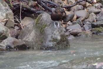 2021年11月23日(火) 福井緑地(札幌市西区)の野鳥観察記録