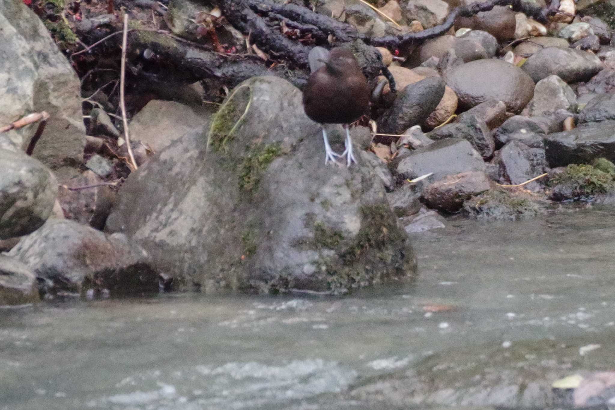 福井緑地(札幌市西区) カワガラスの写真 by 98_Ark (98ｱｰｸ)