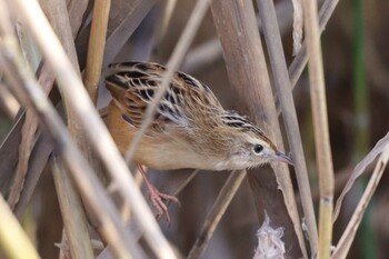 セッカ 境川遊水地公園 2021年11月23日(火)