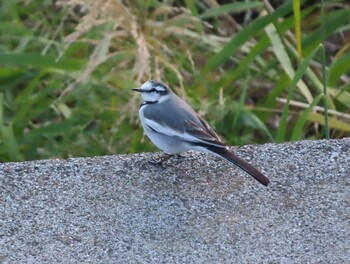 2021年11月23日(火) 野川の野鳥観察記録