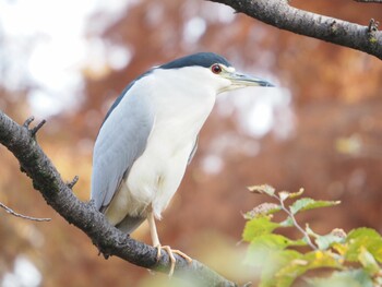 ゴイサギ 石神井公園 2021年11月20日(土)