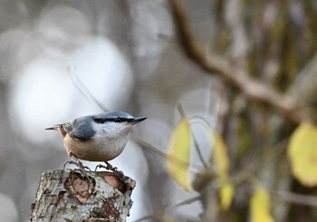 2021年11月23日(火) 山中湖の野鳥観察記録