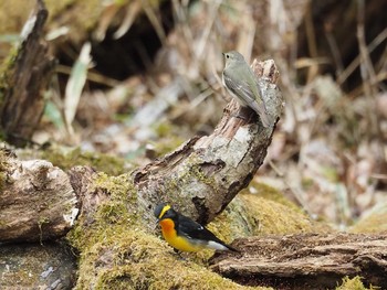 Narcissus Flycatcher 峠 Mon, 5/15/2017