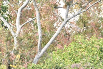 2021年11月23日(火) 東京港野鳥公園の野鳥観察記録