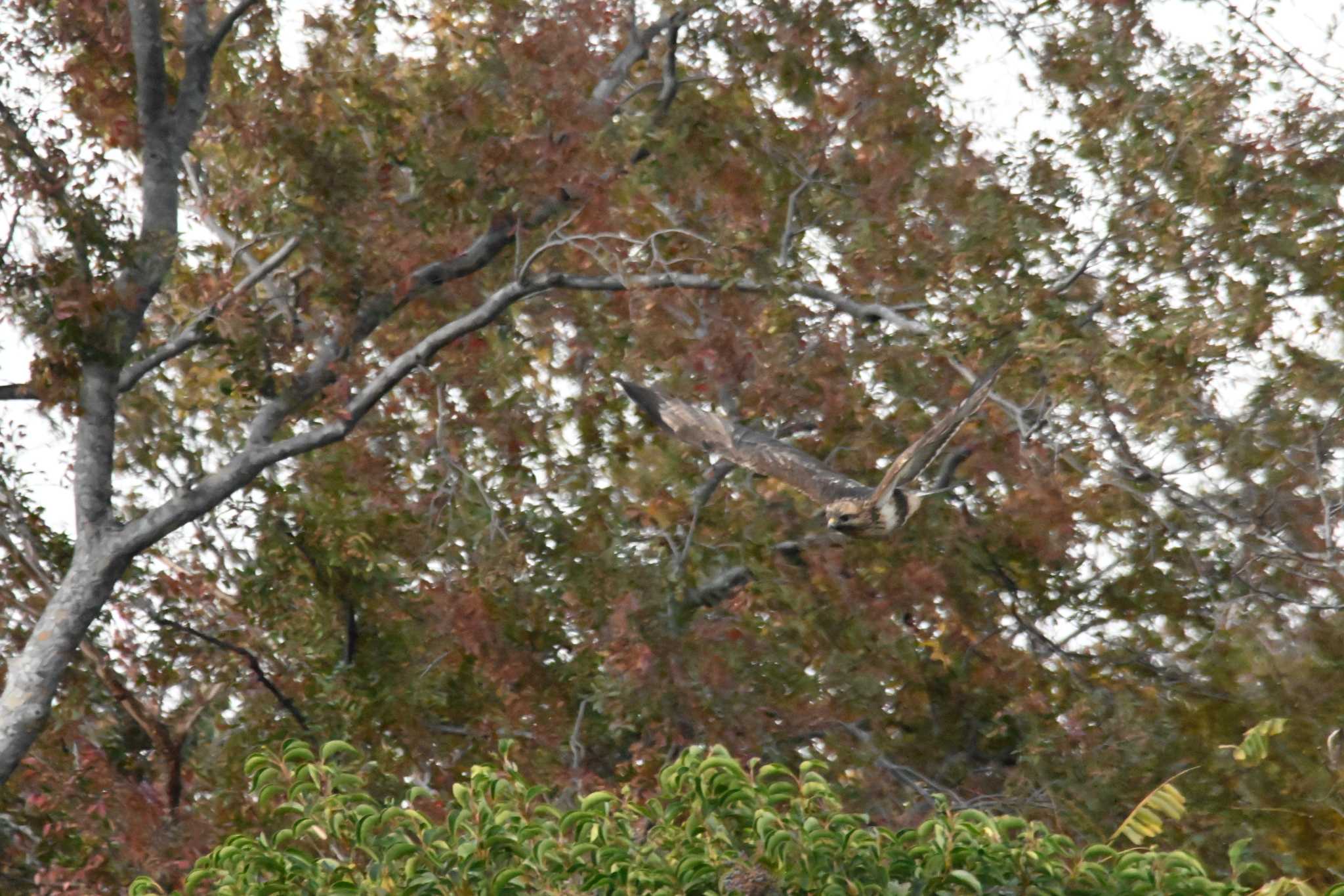 東京港野鳥公園 ノスリの写真 by ace