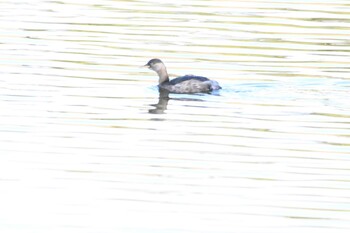 カンムリカイツブリ 東京港野鳥公園 2021年11月23日(火)