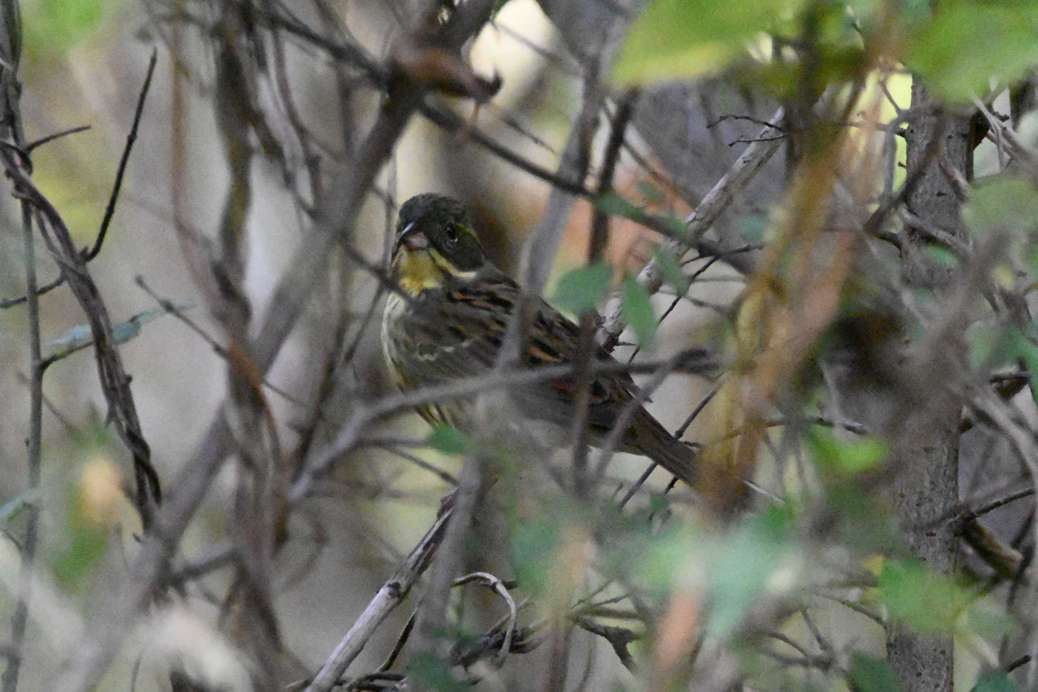 東京港野鳥公園 アオジの写真 by ace