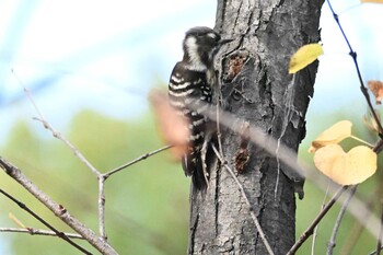 コゲラ 東京港野鳥公園 2021年11月23日(火)