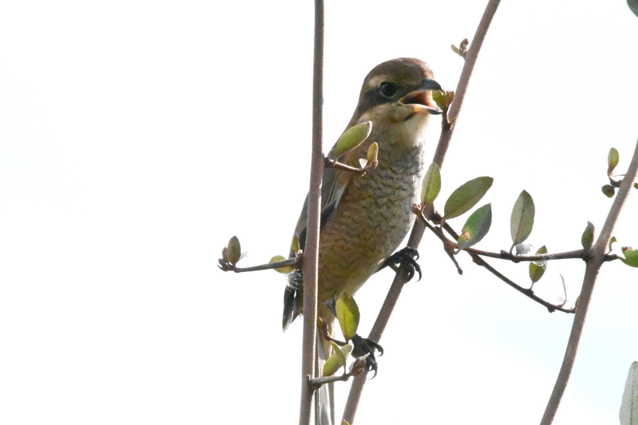 東京港野鳥公園 モズの写真 by ace