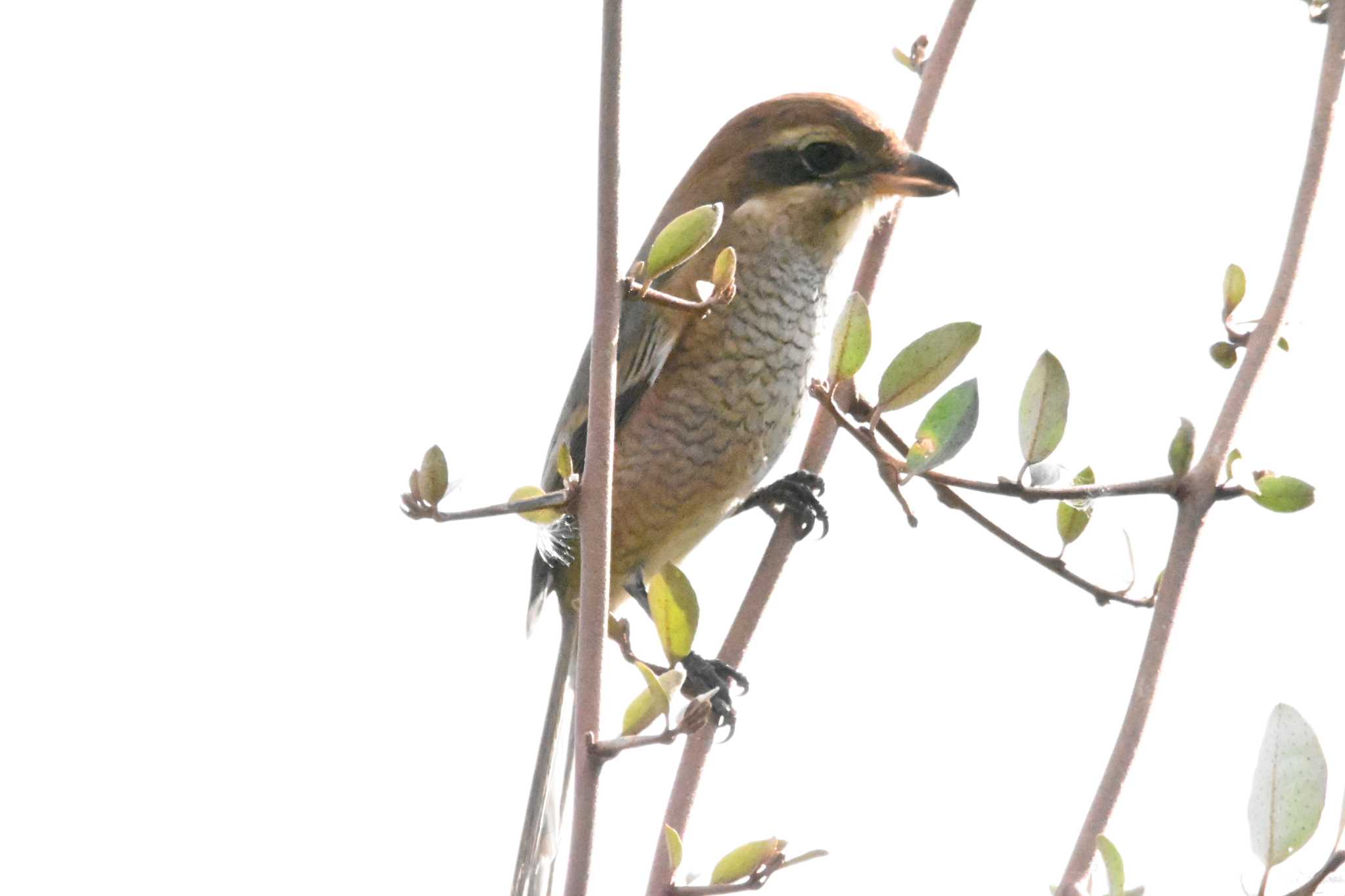 東京港野鳥公園 モズの写真 by ace