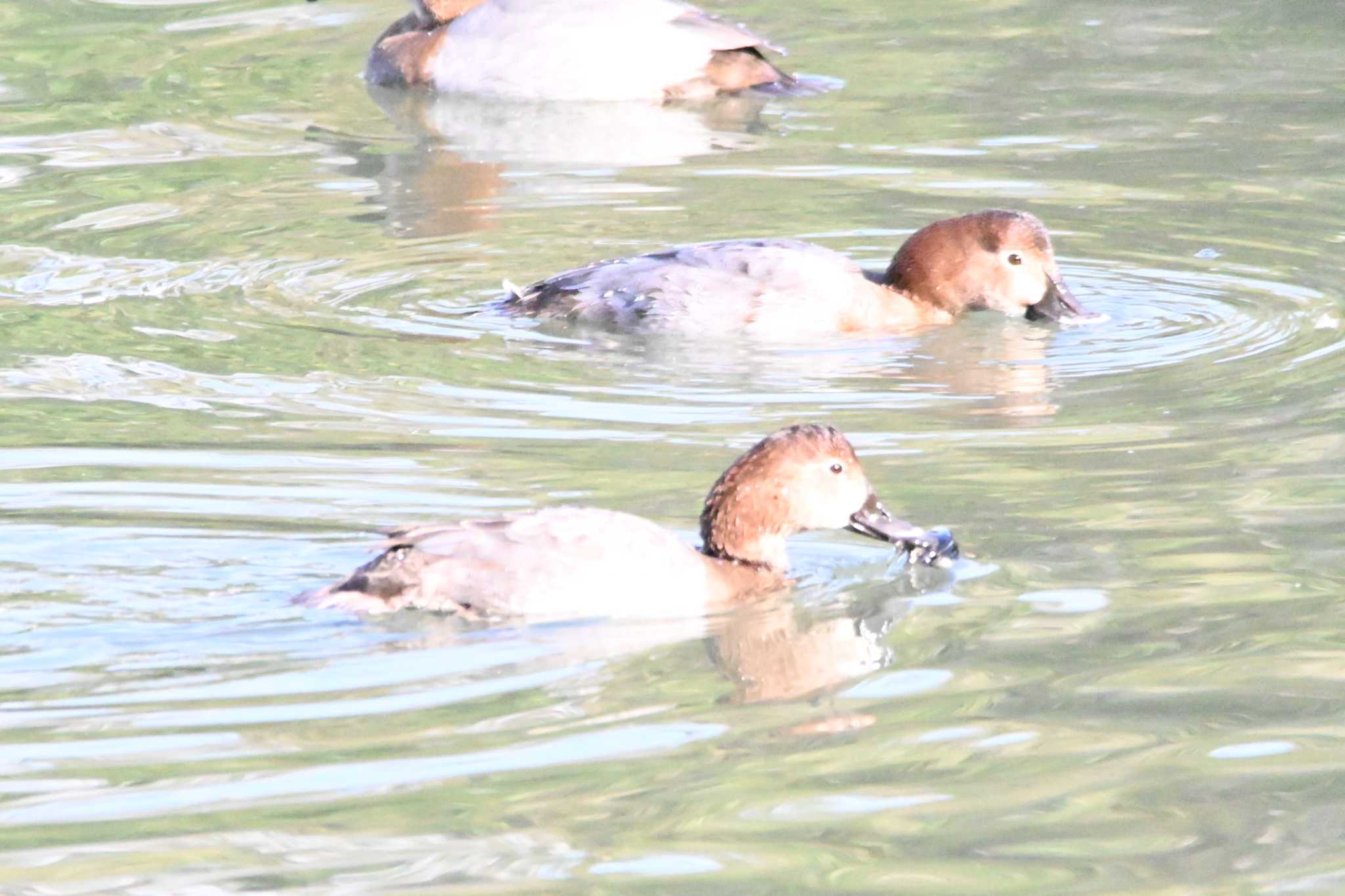 東京港野鳥公園 ホシハジロの写真 by ace