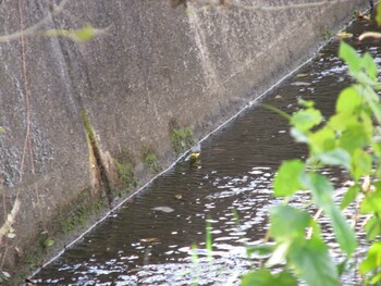 キセキレイ 三重県四日市市 2021年11月23日(火)