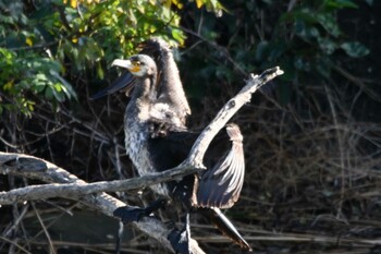 カワウ 東京港野鳥公園 2021年11月23日(火)