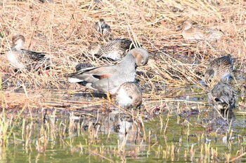 オカヨシガモ 東京港野鳥公園 2021年11月23日(火)