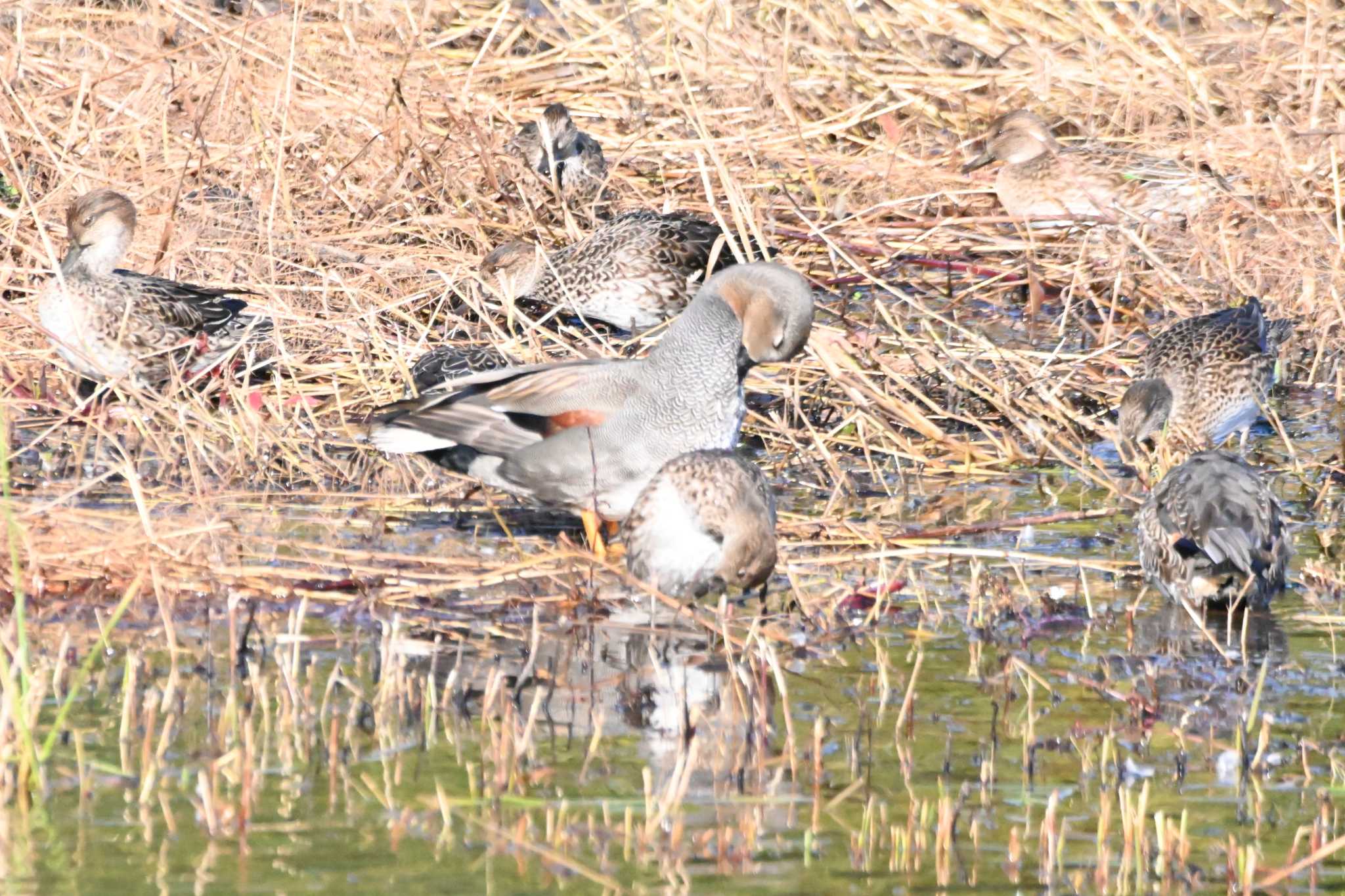 東京港野鳥公園 オカヨシガモの写真 by ace