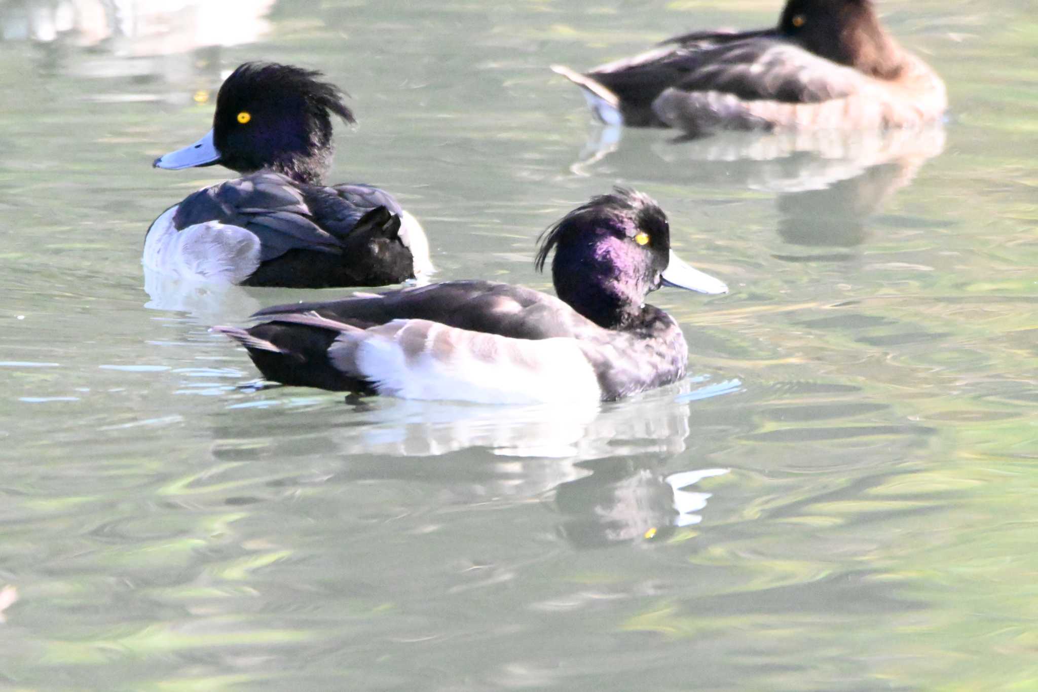 東京港野鳥公園 キンクロハジロの写真 by ace