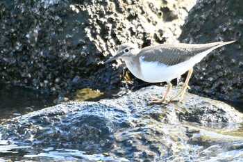 イソシギ 東京港野鳥公園 2021年11月23日(火)