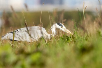 2021年11月23日(火) 松戸川の野鳥観察記録