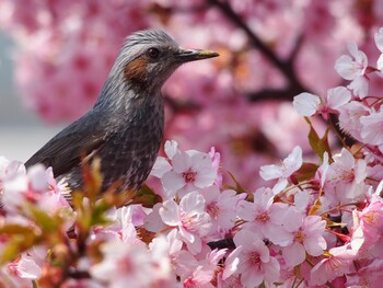 ヒヨドリ 田園調布せせらぎ公園(多摩川せせらぎ公園) 2016年3月5日(土)