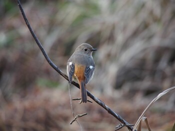 ジョウビタキ こども自然公園 (大池公園/横浜市) 2014年12月30日(火)