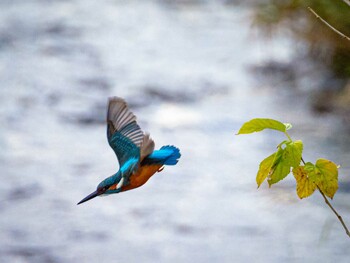 カワセミ 境川 2021年11月23日(火)