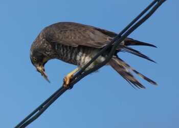 Grey-faced Buzzard Yoron Island Tue, 11/23/2021