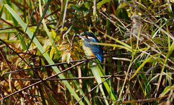 2021年11月23日(火) 千里南公園の野鳥観察記録