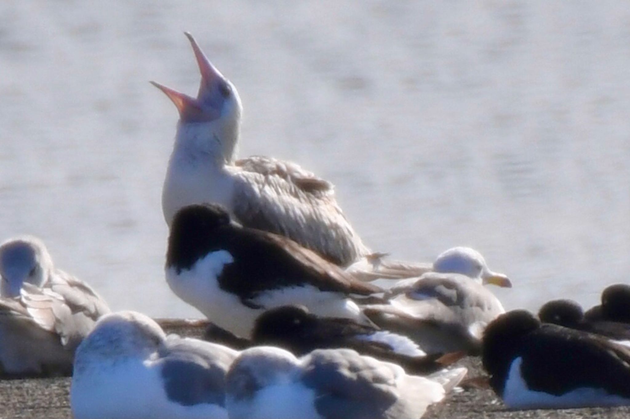 Red-footed Booby