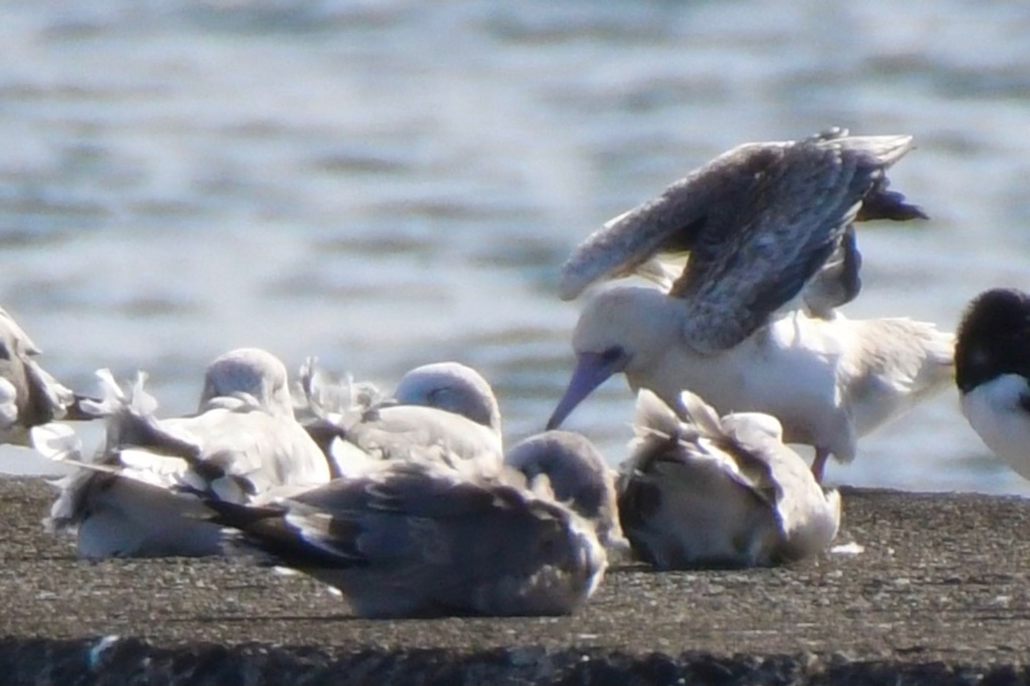 Red-footed Booby