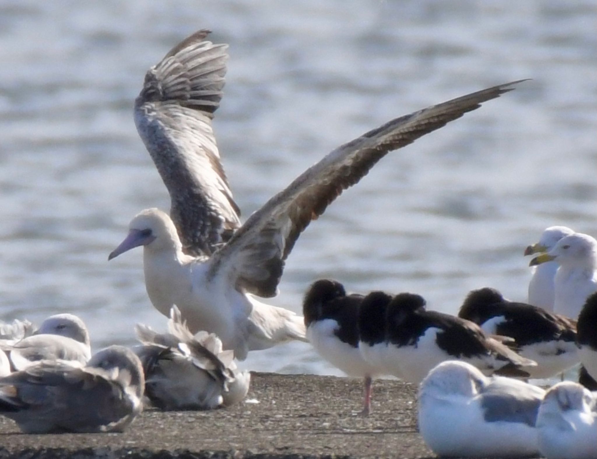 ふなばし三番瀬海浜公園 アカアシカツオドリの写真 by Z秀丸