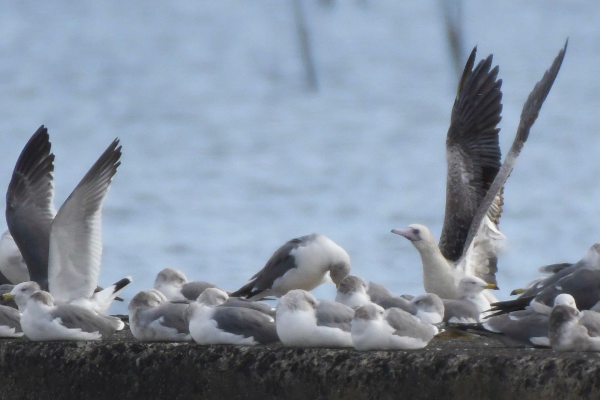 Red-footed Booby