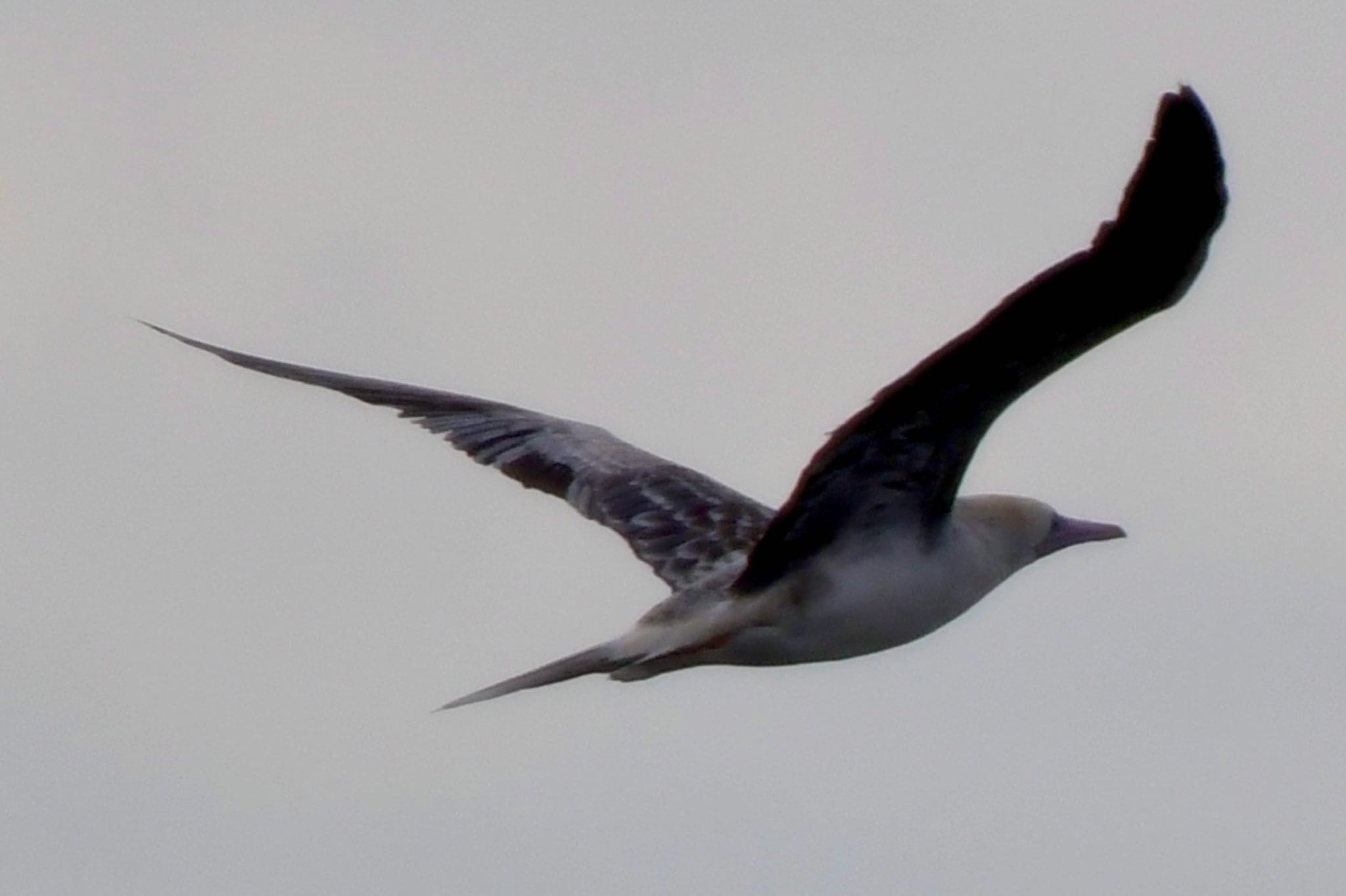 Red-footed Booby