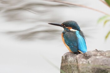 カワセミ こども自然公園 (大池公園/横浜市) 2021年11月22日(月)