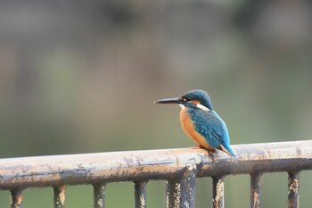 カワセミ こども自然公園 (大池公園/横浜市) 2021年11月22日(月)