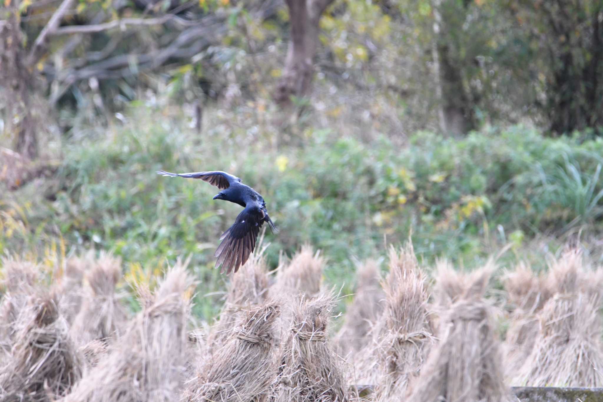 Carrion Crow