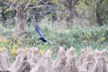 Carrion Crow Maioka Park Tue, 11/23/2021