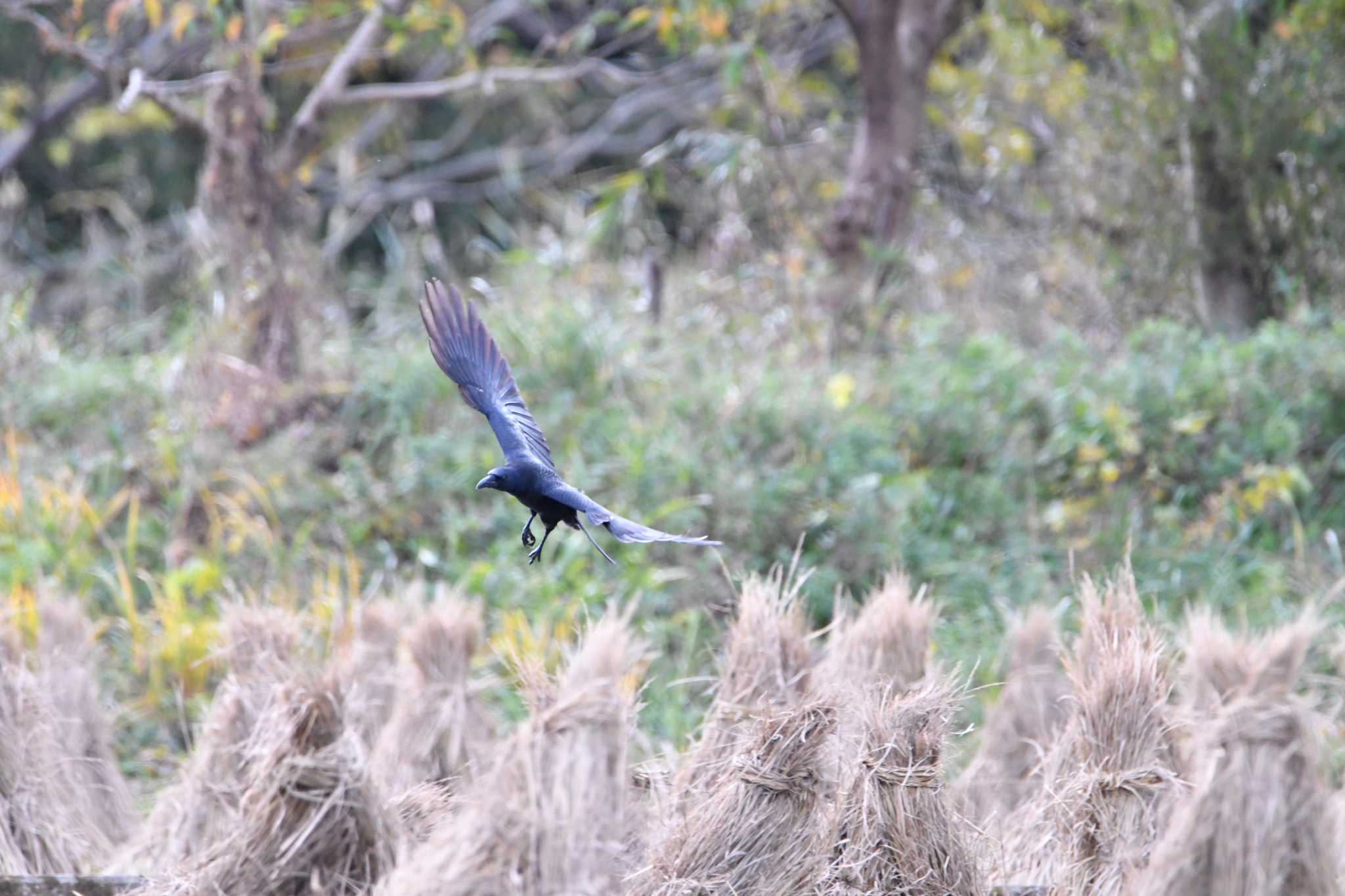 Carrion Crow