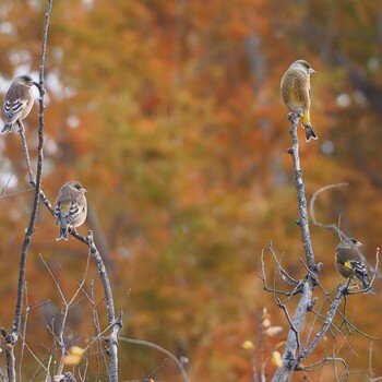 Grey-capped Greenfinch 見沼 Tue, 11/23/2021