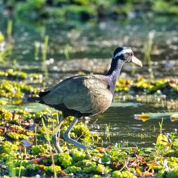 Bronze-winged Jacana Bueng Lahan Fri, 11/19/2021