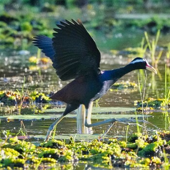 Bronze-winged Jacana Bueng Lahan Fri, 11/19/2021